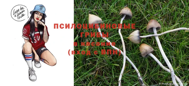 Галлюциногенные грибы Cubensis  ссылка на мегу онион  Муром  где продают наркотики 